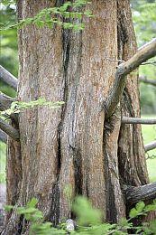 传闻：《荒野大镖客2》将登陆Switch 2 还有次世代升级补丁